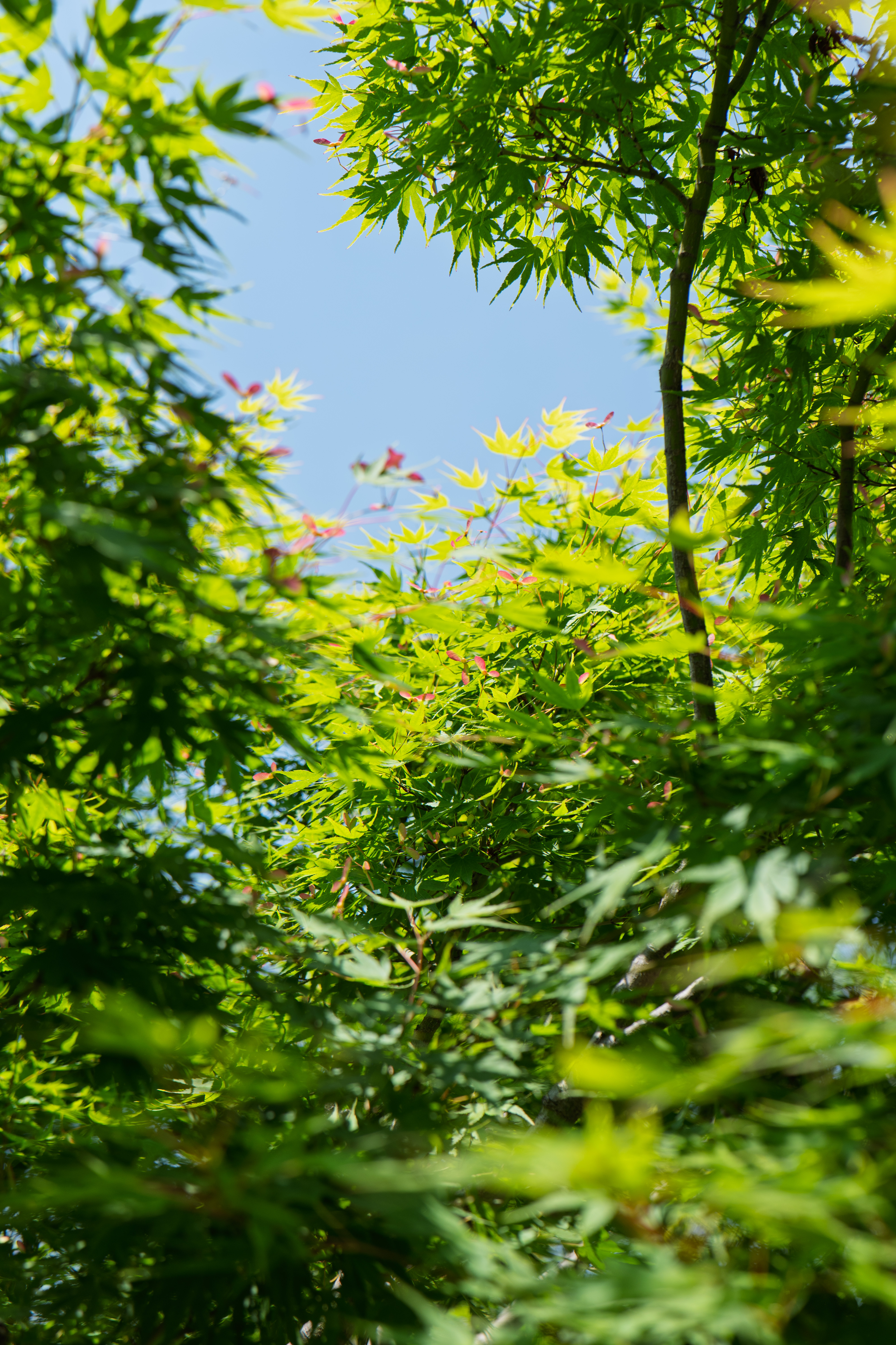 夏天绿色