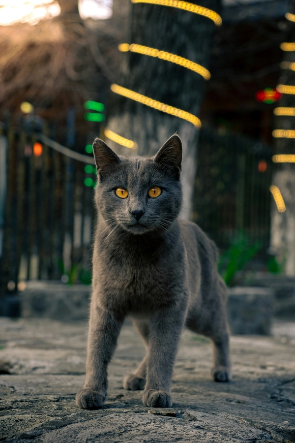 baa19e51fbaf4fa6 mushvig niftaliyev PiRJHU7aowI unsplash