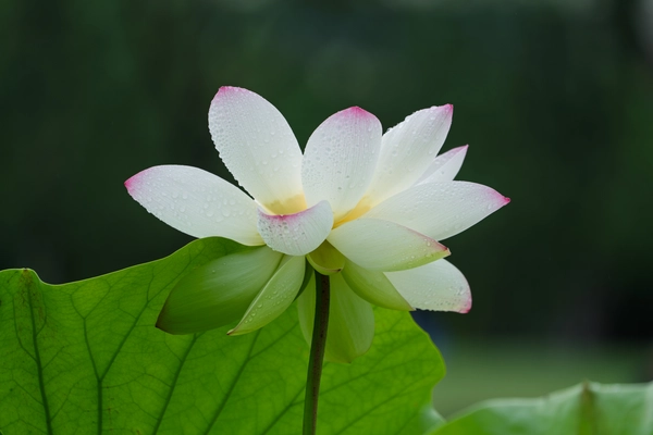 夏天的花
